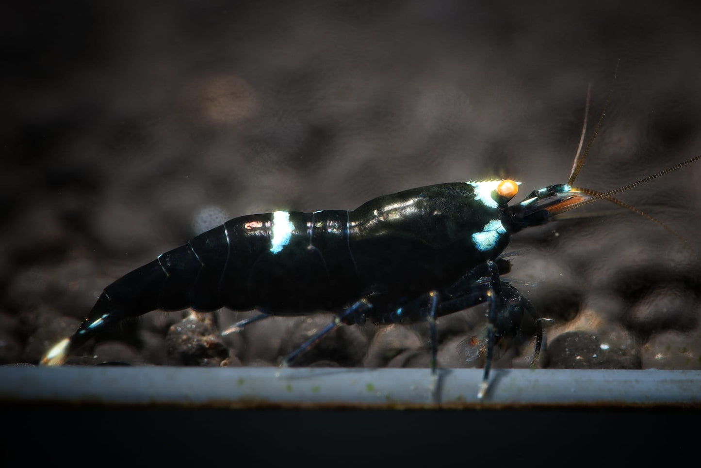 Presale - OE Blue King Kong