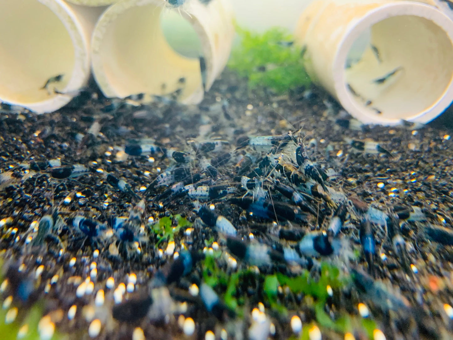 BUY IT NOW - Blue Carbon Rili Neocaridina