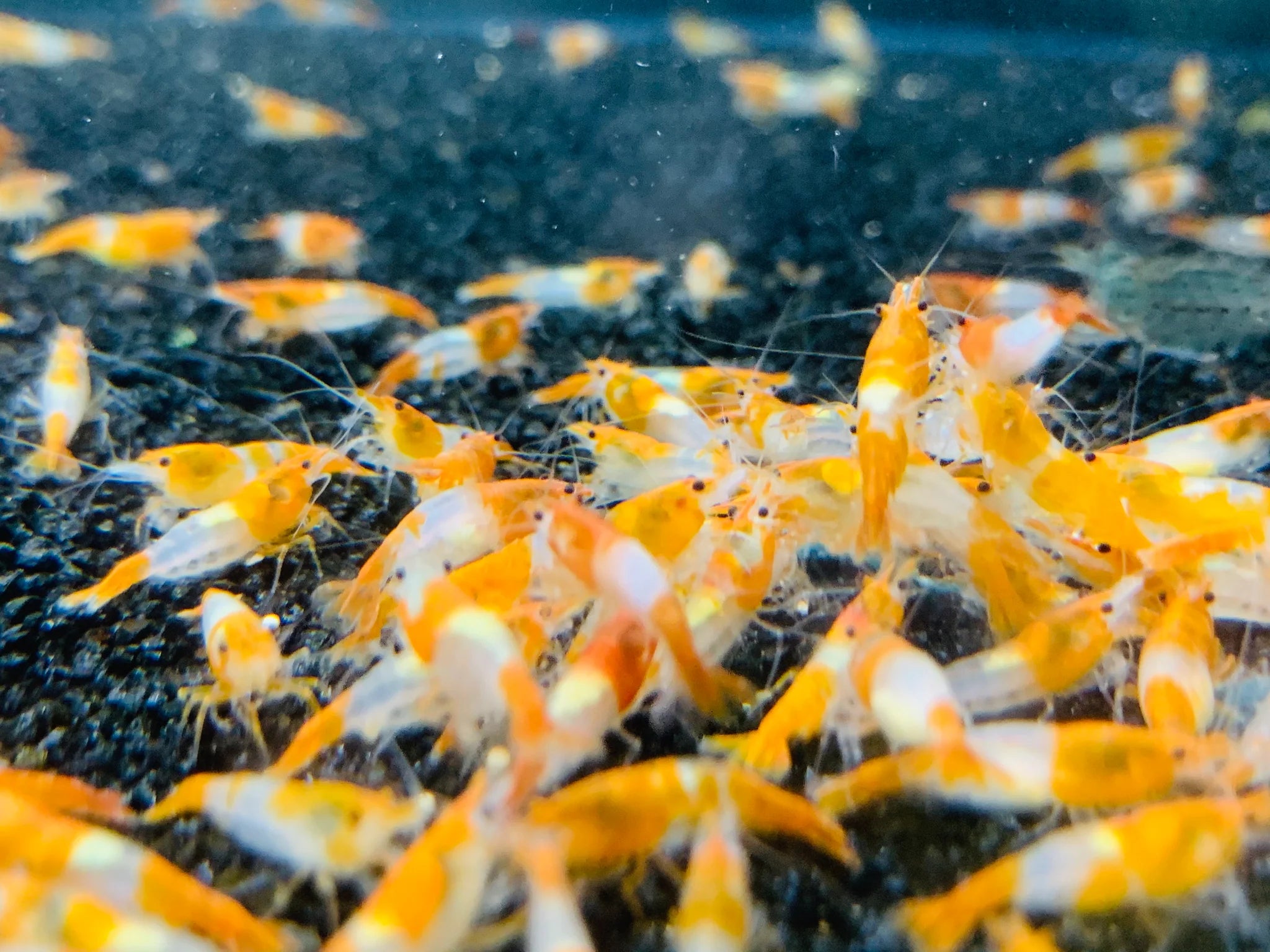 Orange Rilli BUY IT NOW - Orange Rili Neocaridina – Rare Shrimp