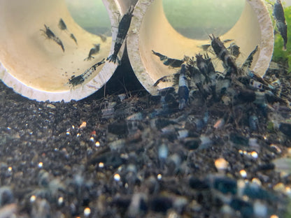 BUY IT NOW - Carbon Rili / Black Rili Neocaridina