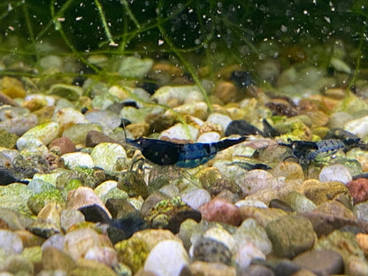 BUY IT NOW - Blue Carbon Rili Neocaridina
