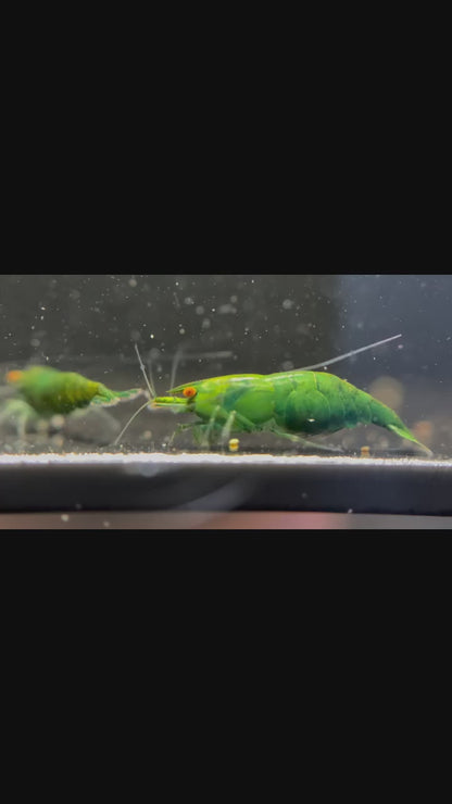 The Original OE Neocaridina Lime Green Demon (Presale)