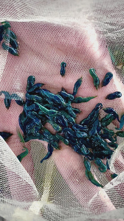 Buy It Now - Extreme Blue Bolts