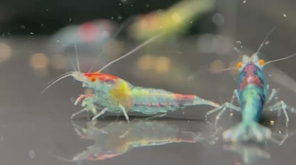 The Original OE Neocaridina Blue Jelly