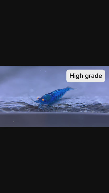 The Original OE Neocaridina Blue Dream