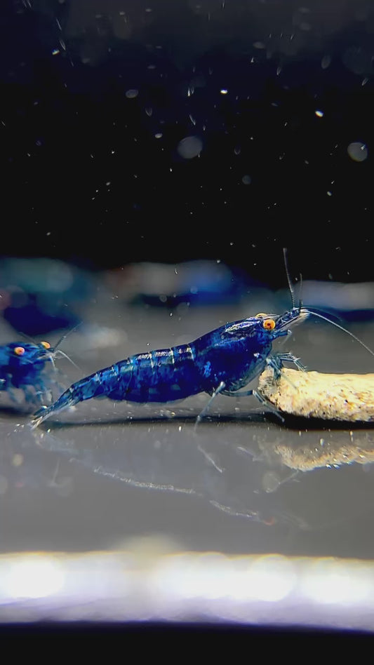 Buy It Now - The Original OE Neocaridina Blue Dream (High Grade)