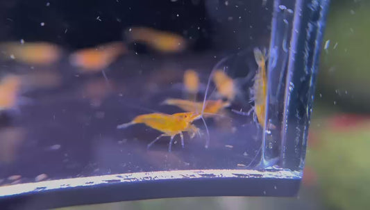 Presale - OE Orange Demon Neocaridina