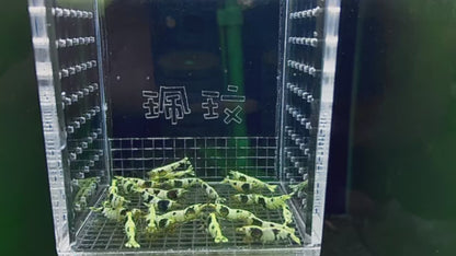 PRESALE - Black Panther Shrimp