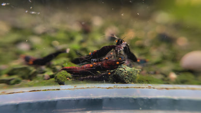 The Original OE Neocaridina OE Black Rose