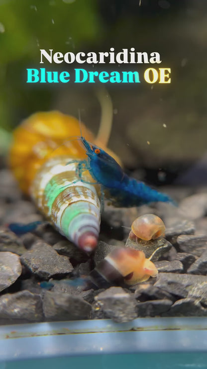 The Original OE Neocaridina Blue Dream