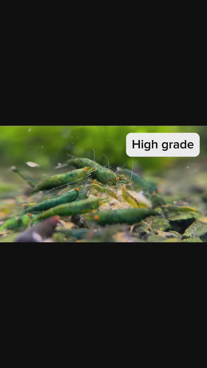 The Original OE Neocaridina Green Demon