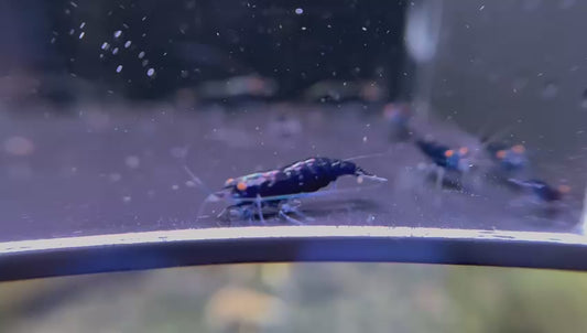 Presale - OE Dark Blue Neocaridina