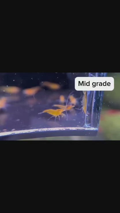 The Original OE Neocaridina - Orange Sakura