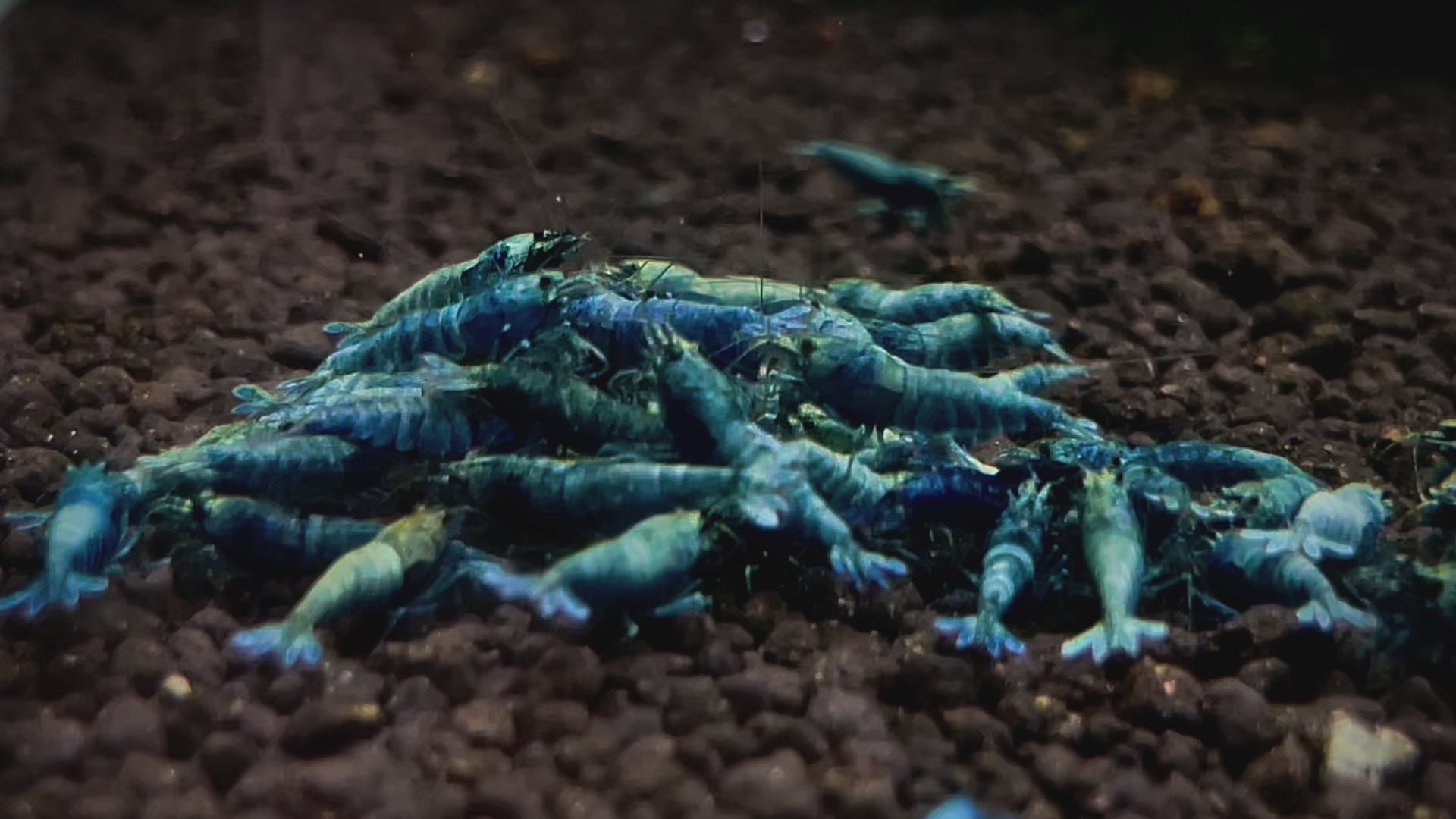 Rare Shrimp