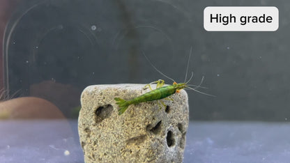 The Original OE Neocaridina Green Demon