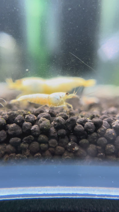 BUY IT NOW - Snow White Bee