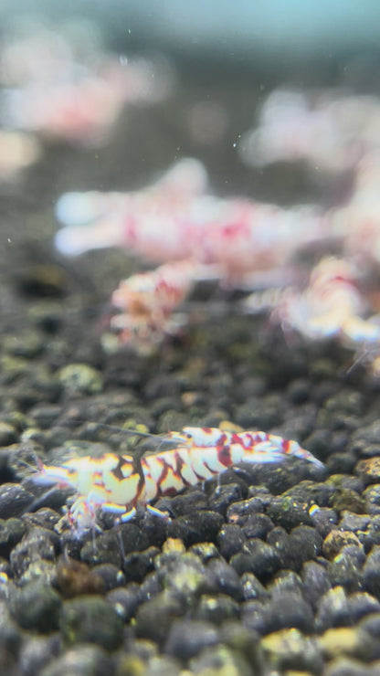 BUY IT NOW - Red Fancy Tiger