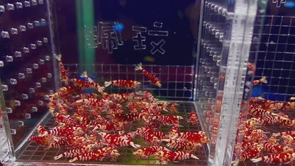 PRESALE - Red Fancy Tiger