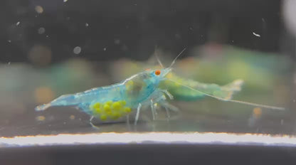 The Original OE Neocaridina Blue Jelly