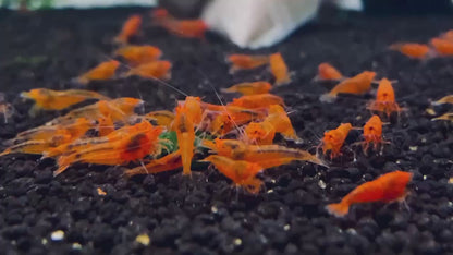 PRESALE - Orange Eye Orange Devil