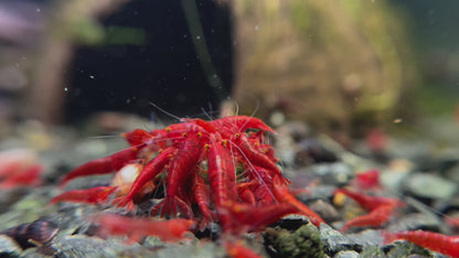 Presale - OE Red Demon Neocaridina