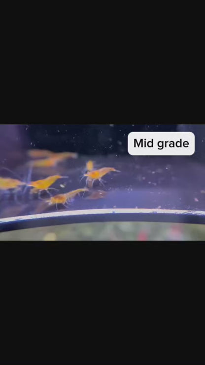 The Original OE Neocaridina - Orange Sakura