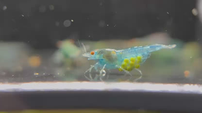 The Original OE Neocaridina Blue Jelly