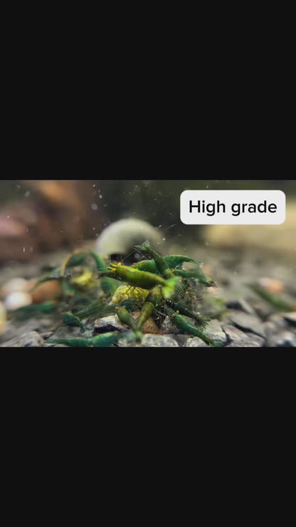 The Original OE Neocaridina Green Demon