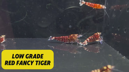 BUY IT NOW - Red Fancy Tiger