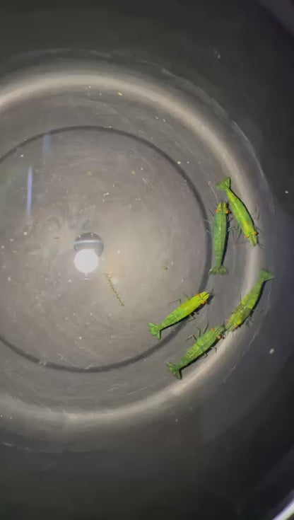 The Original OE Neocaridina Lime Green Demon (Presale)