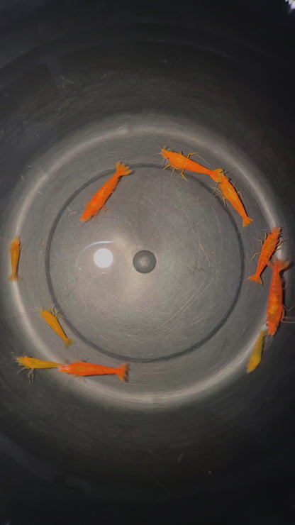 Presale - DIY Breeding Kit - OE Orange Demon Neocaridina