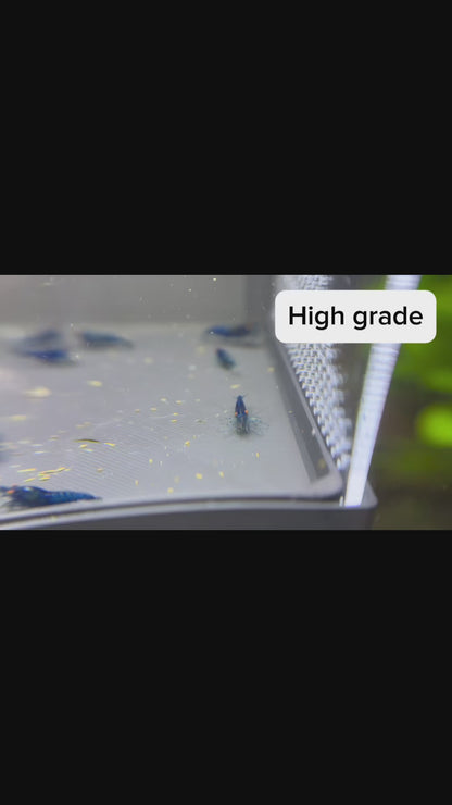 The Original OE Neocaridina Blue Dream