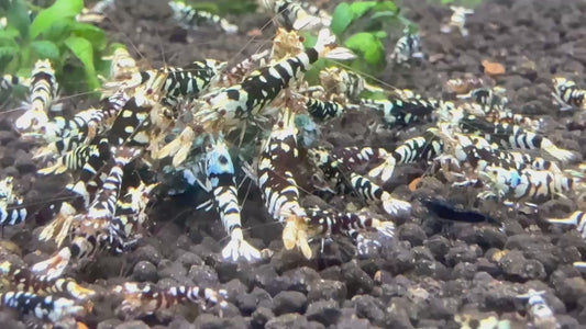 Presale - Black Fancy Tiger
