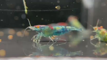 The Original OE Neocaridina Blue Jelly
