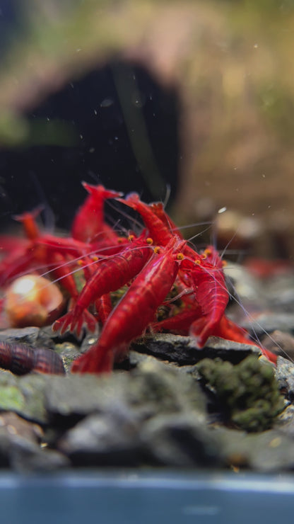 Presale - OE Red Demon Neocaridina