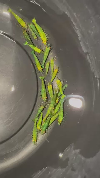 The Original OE Neocaridina Lime Green Demon (Presale)