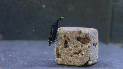 Presale - OE Black Rose Neocaridina