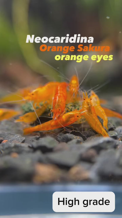 The Original OE Neocaridina - Orange Sakura