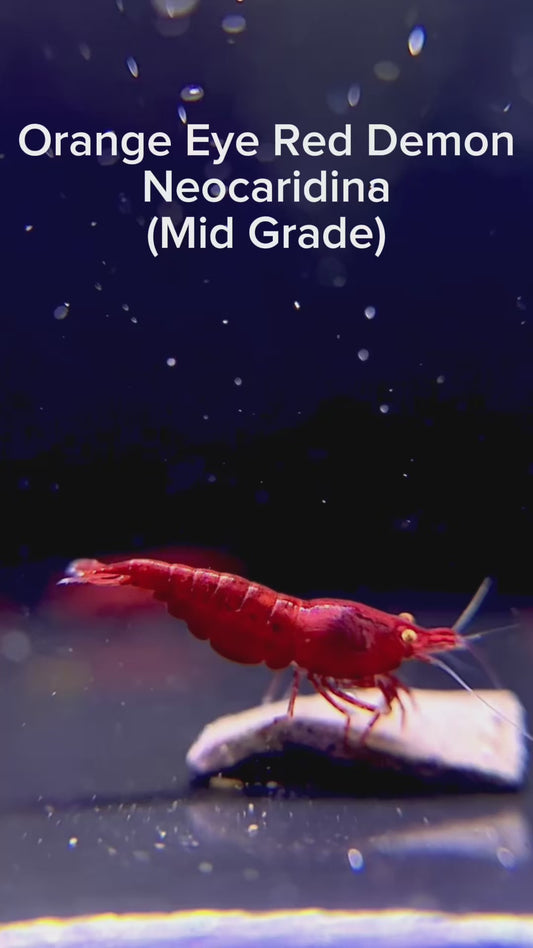 Buy It Now: The Original OE Neocaridina Red Demon (Mid Grade)
