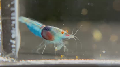 The Original OE Neocaridina Blue Jelly