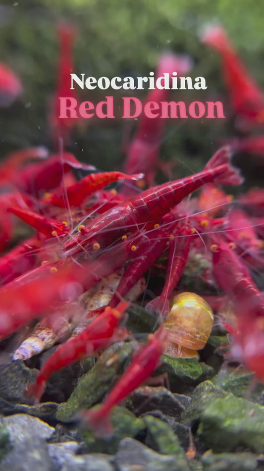 Buy it Now - The Original OE Neocaridina Red Demon