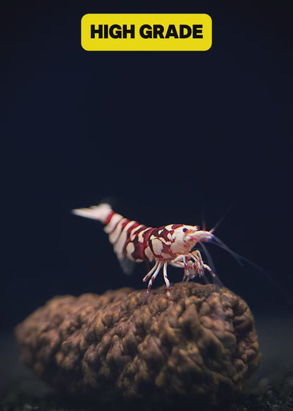 PRESALE - Red Fancy Tiger